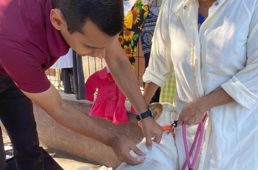  LLEVARÁN A DOMICILIO ATENCIÓN VETERINARIA A GATITOS Y PERRITOS