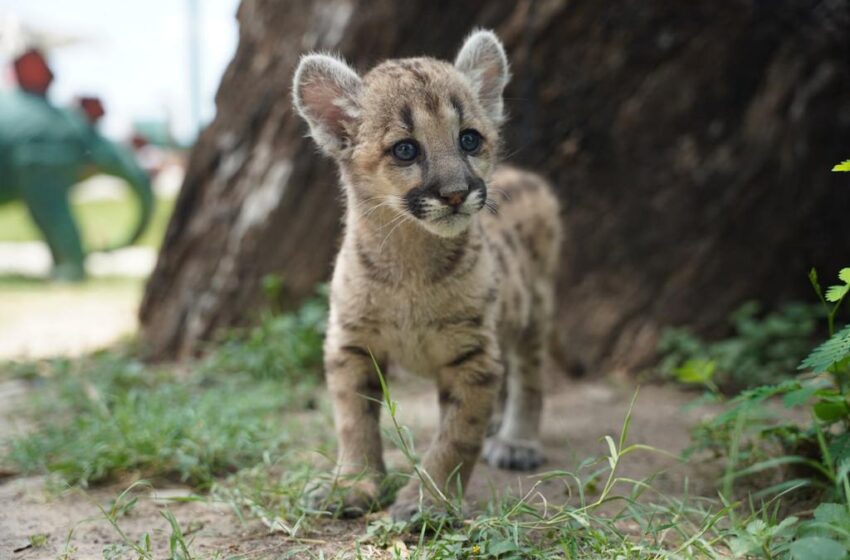  HAY  NUEVO HUÉSPED EN EL ZOOLÓGICO; NACIÓ UNA PUMA 